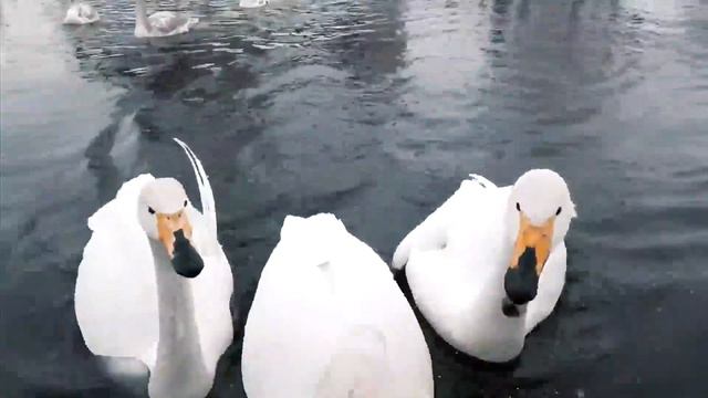 Алтайская зима (г.Бийск для Якутии)