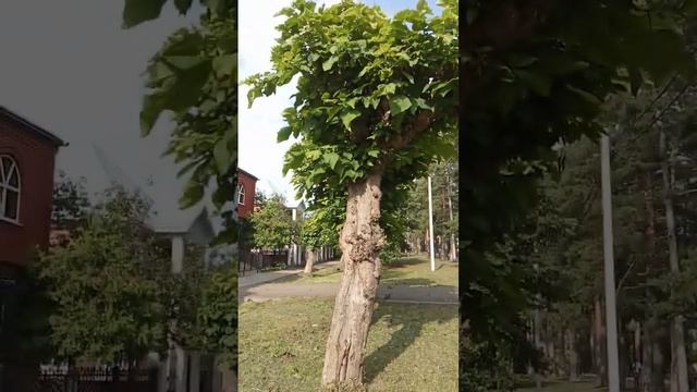 Катальпа в Горячем Ключе. Дерево с аршинными листьями.