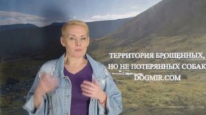 #9 Как правильно встретить дома собаку из приюта?