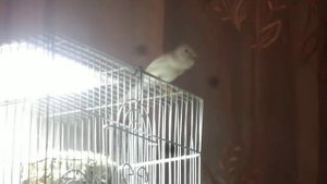 Русская канарейка овсяночного напева