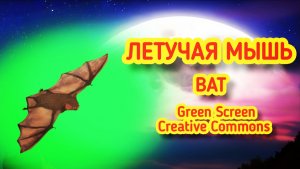 Летучая мышь green screen футаж, хромакей анимация летучей мыши.
