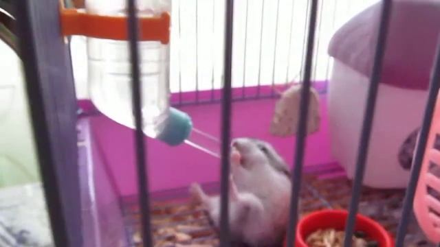 У хомяка сушняк. смотреть онлайн