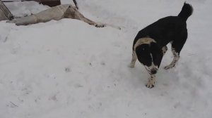 Central asian shepherd (alabai ) dogs in action.