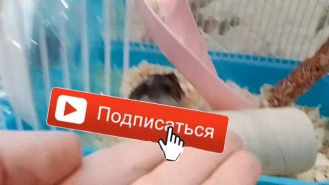 5 Интересных фактов про джунгарских хомячков #2! смотреть онлайн