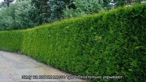 Живая изгородь из туи — обрезка и формирование