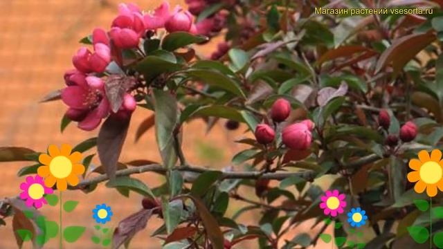 Яблоня декоративная Хелена. Краткий обзор, описание характеристик, где купить саженцы malus Хелена смотреть онлайн