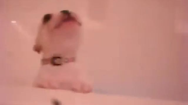 Щенок в ванной смотреть онлайн