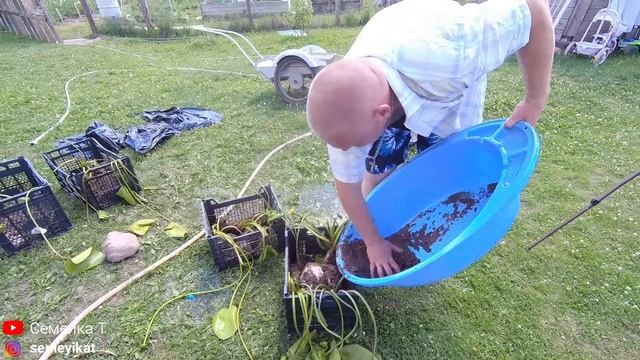 Первые растения в нашем пруду на участке. Высаживаем в свой пруд кувшинки. Утята окружили))