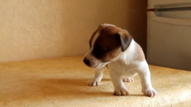 Сказка Востока Вайли, 1 мес. смотреть онлайн