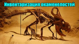 Инвентаризация окаменелостей (Момент Творения)