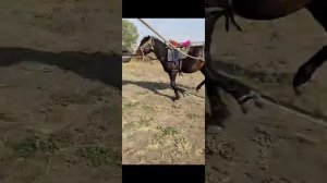 объезжаем лошадь