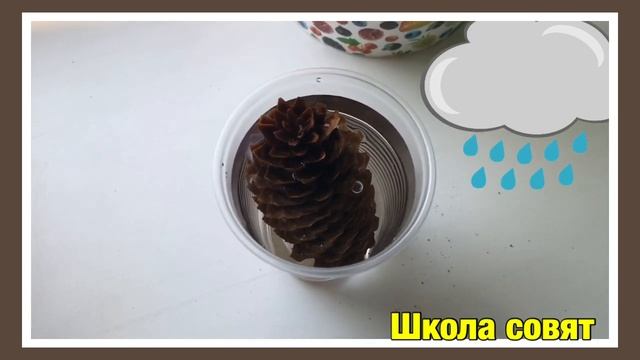 опыт с шишкой смотреть онлайн