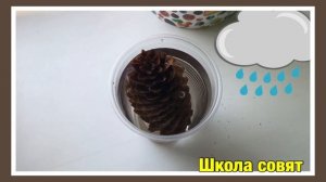 опыт с шишкой