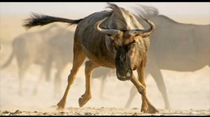 АНТИЛОПА ГНУ часть 6