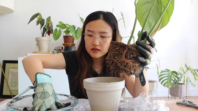 Quarantine Plant Haul! Stunning Philodendron Pastazanum | Wishlist Houseplant Unboxing смотреть онлайн