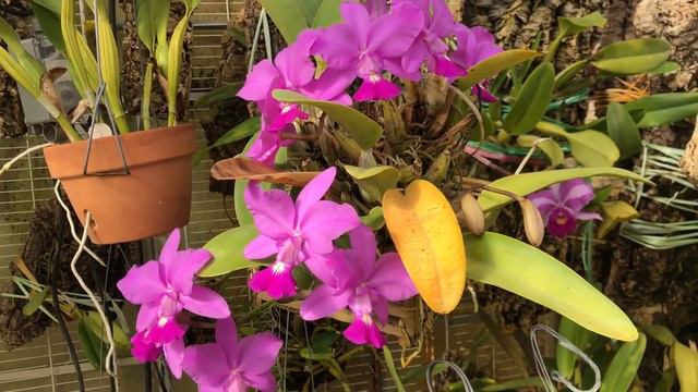 Cali Orchid Hoa Lan - Cattleya walkeriana смотреть онлайн