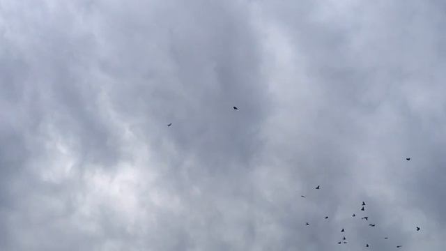 Агасиевские бойные голуби Павла Шваба. смотреть онлайн