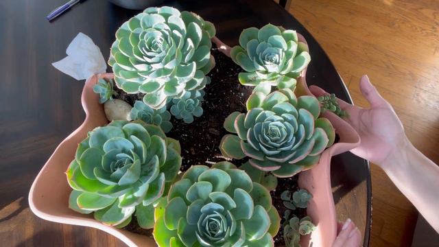 Echeveria Imbricata Vs Echeveria Glauca🪴👩🌾#echeveriaimbricata#glauca смотреть онлайн