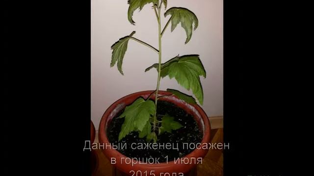 Черная смородина в горшке