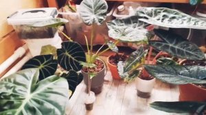 алоказии на фитильном поливе.