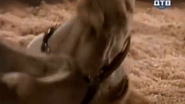 лошадь родила. рождение жеребенка. Чак Норрис смотреть онлайн