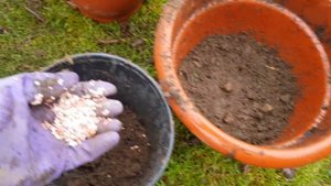 СУПЕР ИДЕЯ для сада! Посадка ТЮЛЬПАНОВ В КАШПО! МОБИЛЬНО! КРАСИВО! БЕЗ ЗАМОРОЧЕК!