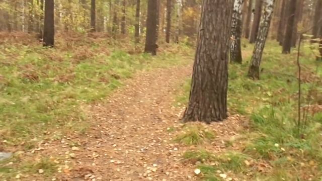 Осень краской грусти. Е. Осин. смотреть онлайн