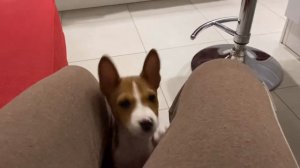 Хочу на ручки в два месяца  I  Басенджи Смарт | want to handle .