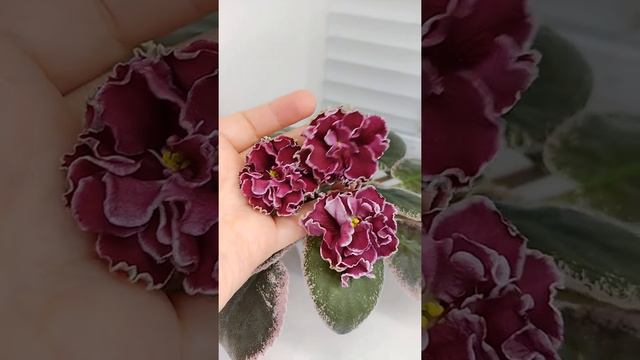 Фиалка ЕК-Розы в Снегу смотреть онлайн