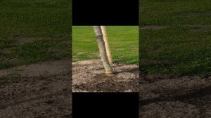 Как полить дерево? Простой и недорогой способ полива деревьев - крупномеров.