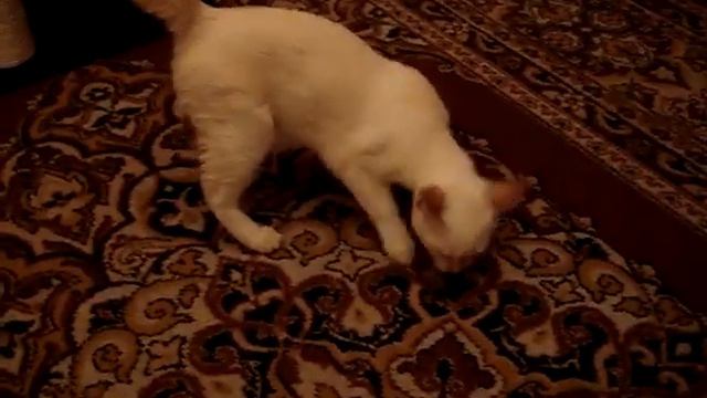 Ючик с мышкой смотреть онлайн