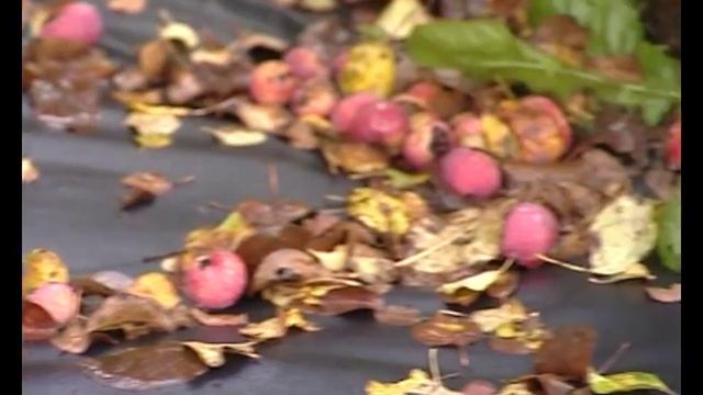 Парша на яблоне."3 минуты о загородной жизни" с Сергеем Богатским. смотреть онлайн