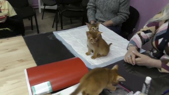 Продажа породистых котят - плюсы и минусы.