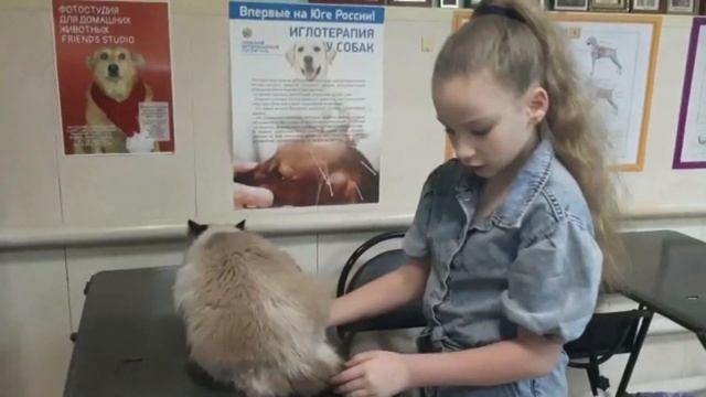 Стрижка невской маскарадной кошки под льва за 15 минут