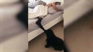 Собаки И Кошки, Которые Заставят Вас Смеяться ? #79