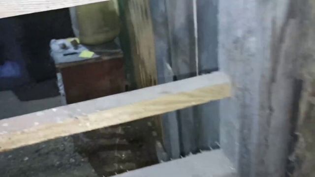 Барковская Борвистая, видео отчет от покупателей. смотреть онлайн