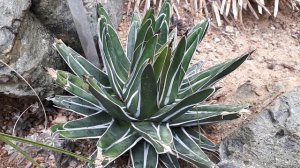 Agave victoriae reginae - Grow & care