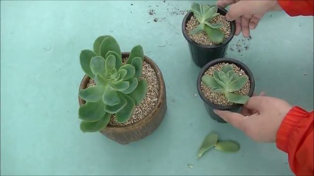다육 골든글로우 키우기 Echeveria Golden Glow смотреть онлайн