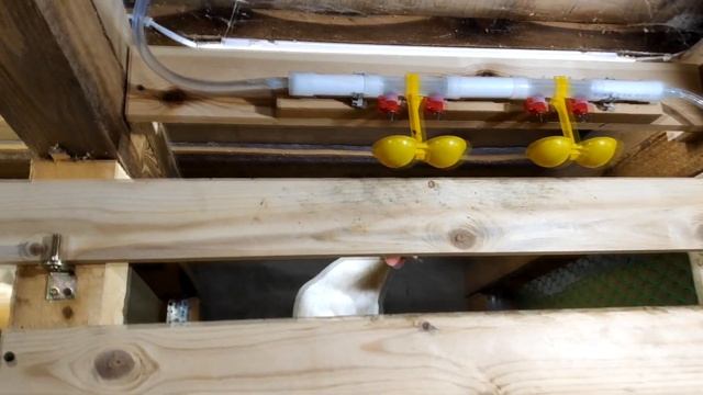Ниппельное поение. Нюансы. Ошибки