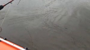 И такое бывает - трофейная чавыча не влезла в сачок. Рыбалка на Камчатке, июнь 2019, р. Большая