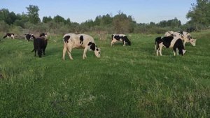 На лугу пасутся коровы , домашние животные, природа