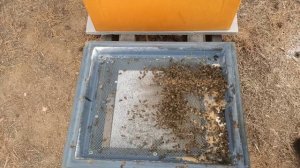 Чем и Как Кормить Пчёл Зимой. Зимовка Пчёл на Улице в ульях ППУ Медведь