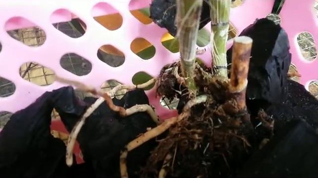 Repotting Anggrek Mahal Spektakuler - Dendrobium spectabile - dendrobium kriwil Papua смотреть онлайн