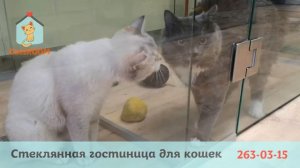 Стеклянная гостиница для кошек в Красноярске CatsROOM