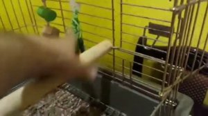 Инструкций по обустройству клетки для Жако