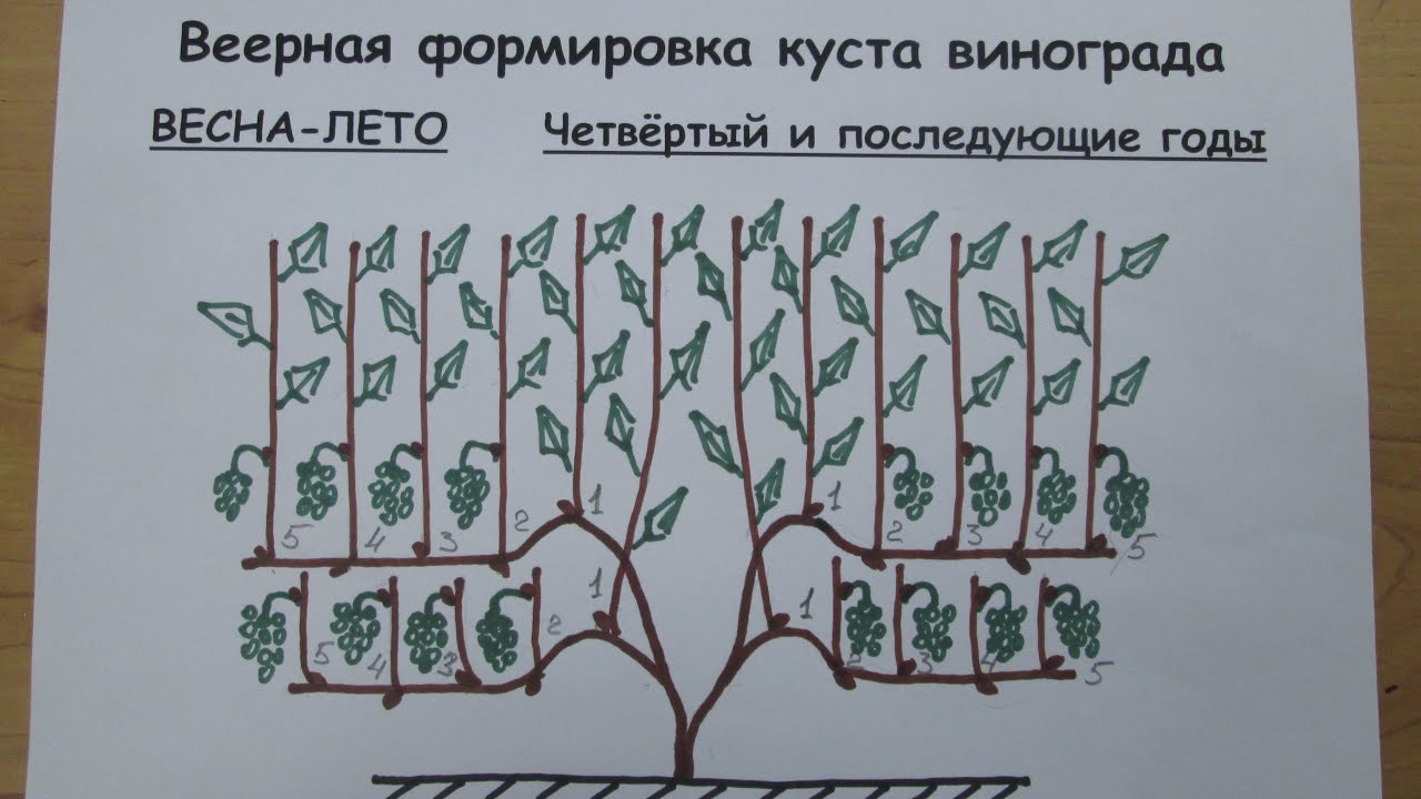 Веерное формирование куста винограда схема