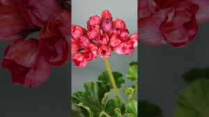 Пеларгонія Victoria Andrea