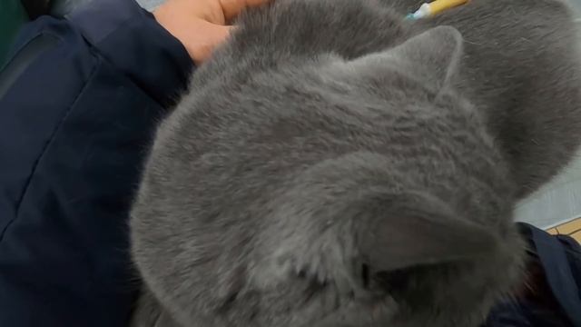 Говорят у кошек тоже может быть КОРОНА.... Vivicine M20 смотреть онлайн