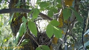 Наблюдение за гнездом сойки/The jay nest observing.