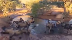 Леопард против бородавочника. Бородавочник в деле. Львиный прайд атакует. Бородавочники.